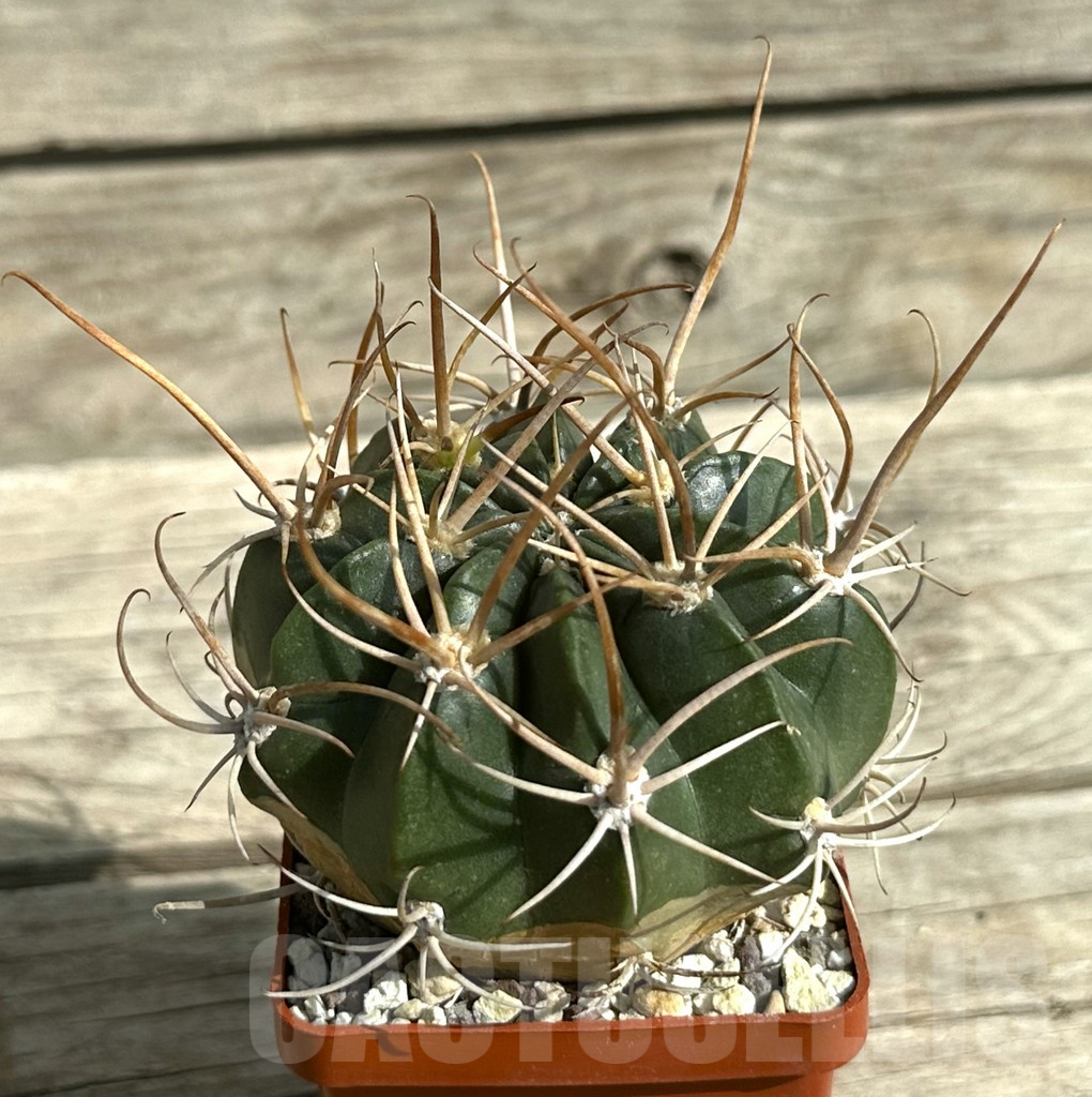 SHPR31660 Lobivia potosina x ferox