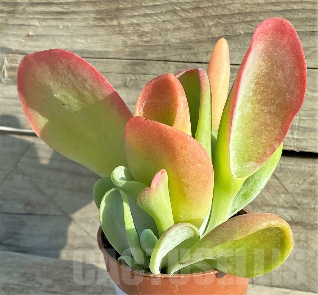 SL33137 Kalanchoe thyrsiflora ‘Monstruosa’