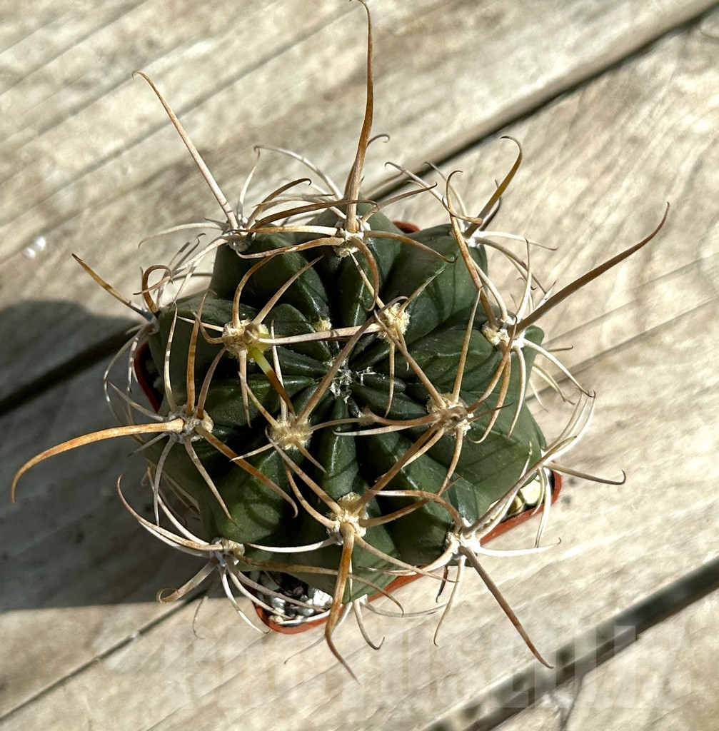 SHPR31660 Lobivia potosina x ferox – Image 2