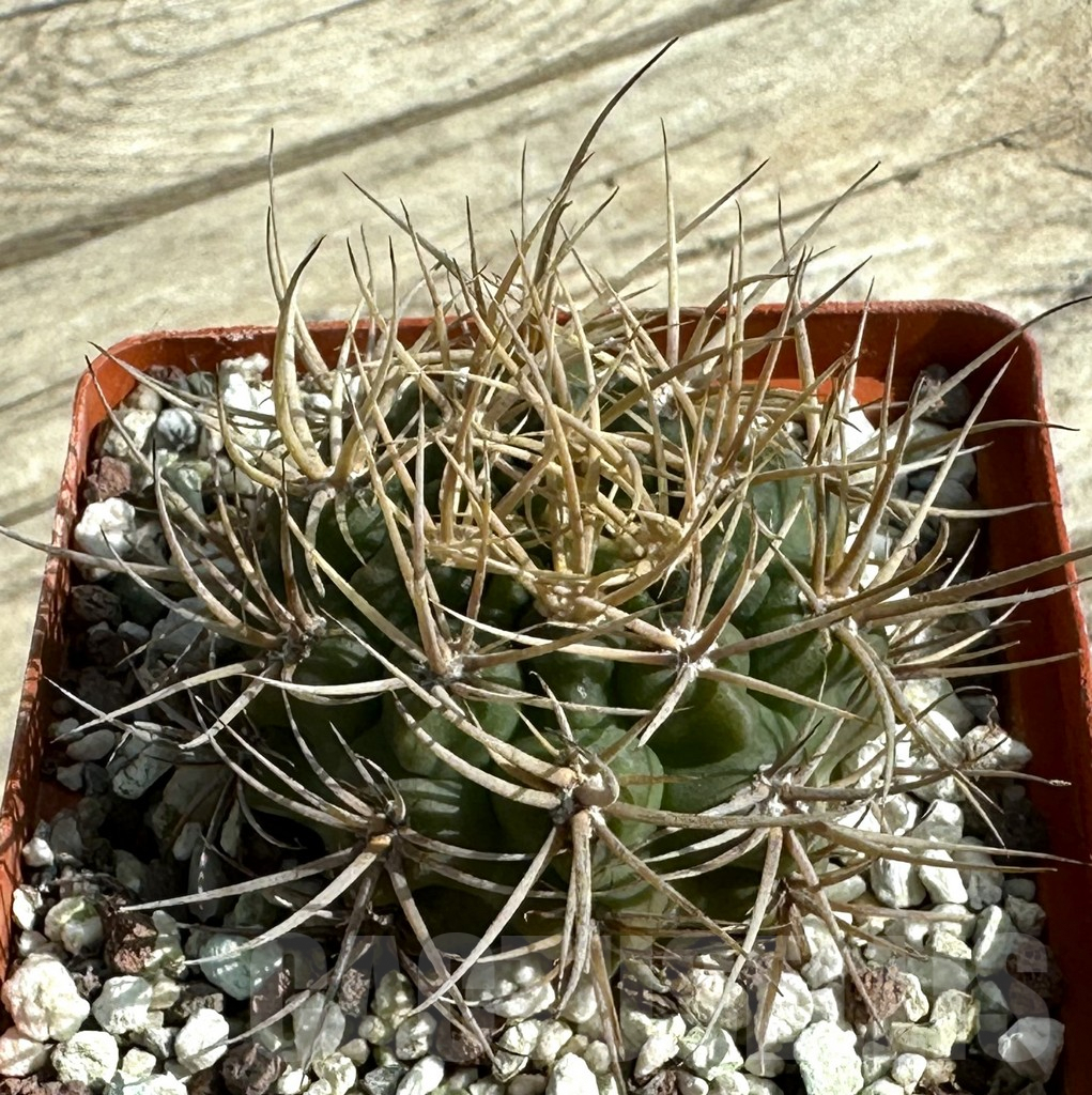 SHPR31661 Gymnocalycium neuhuberi GN 89