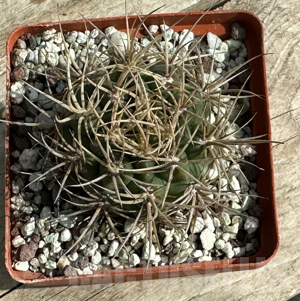 SHPR31661 Gymnocalycium neuhuberi GN 89 – Image 2