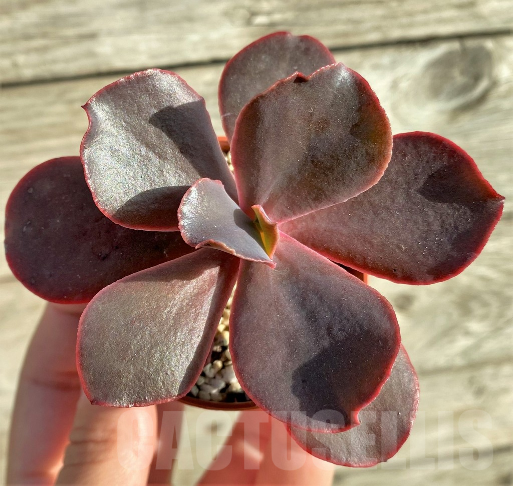 SHPR33140 Echeveria 'Mahogany Rose'