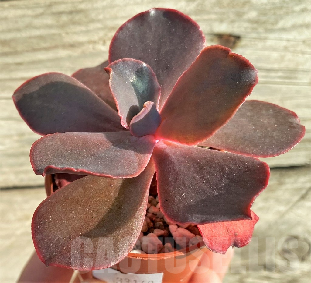 SHPR33140 Echeveria 'Mahogany Rose' - immagine 2