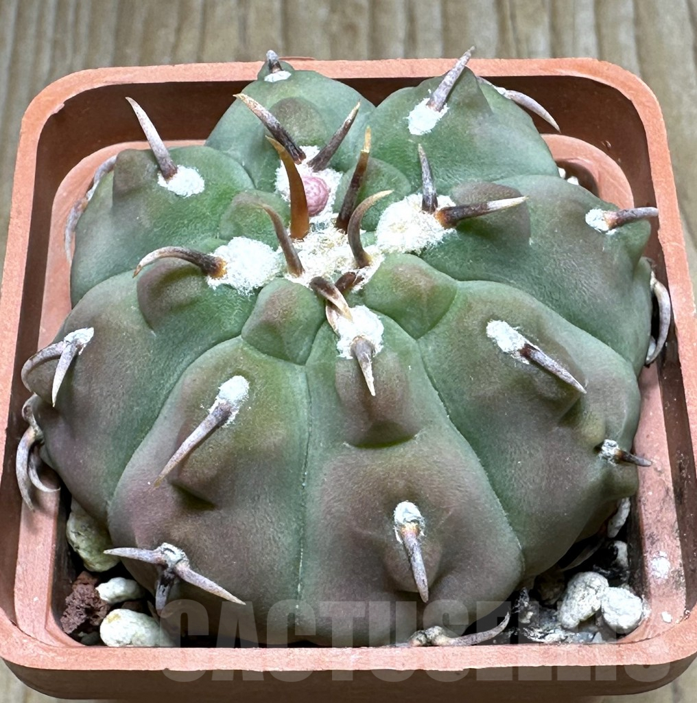 SHPR31663 Gymnocalycium vatteri v. unguispinum