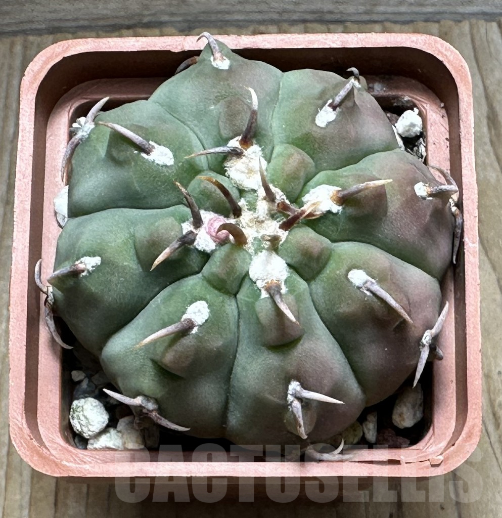 SHPR31663 Gymnocalycium vatteri v. unguispinum - Imagen 2