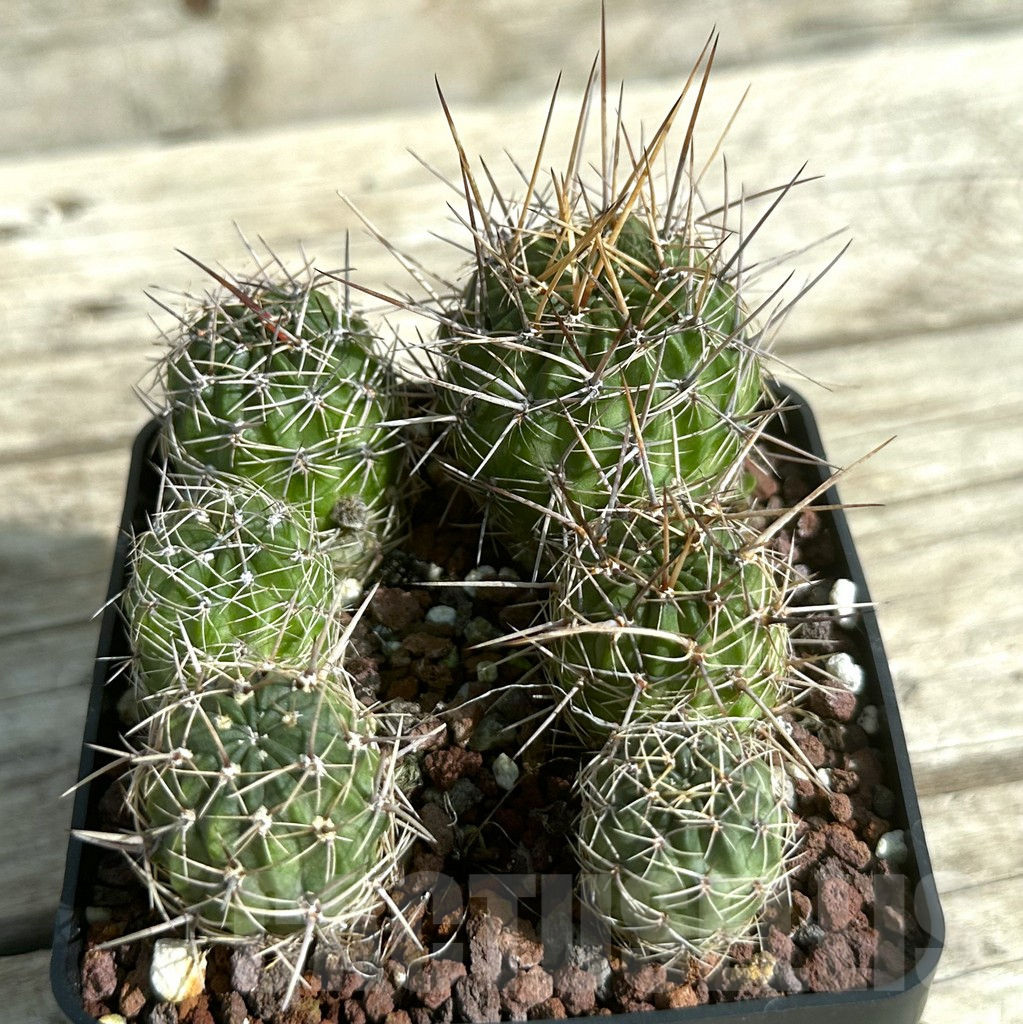 SHPR31664 Lobivia pugionacantha v. nova LF 499, 6 plants