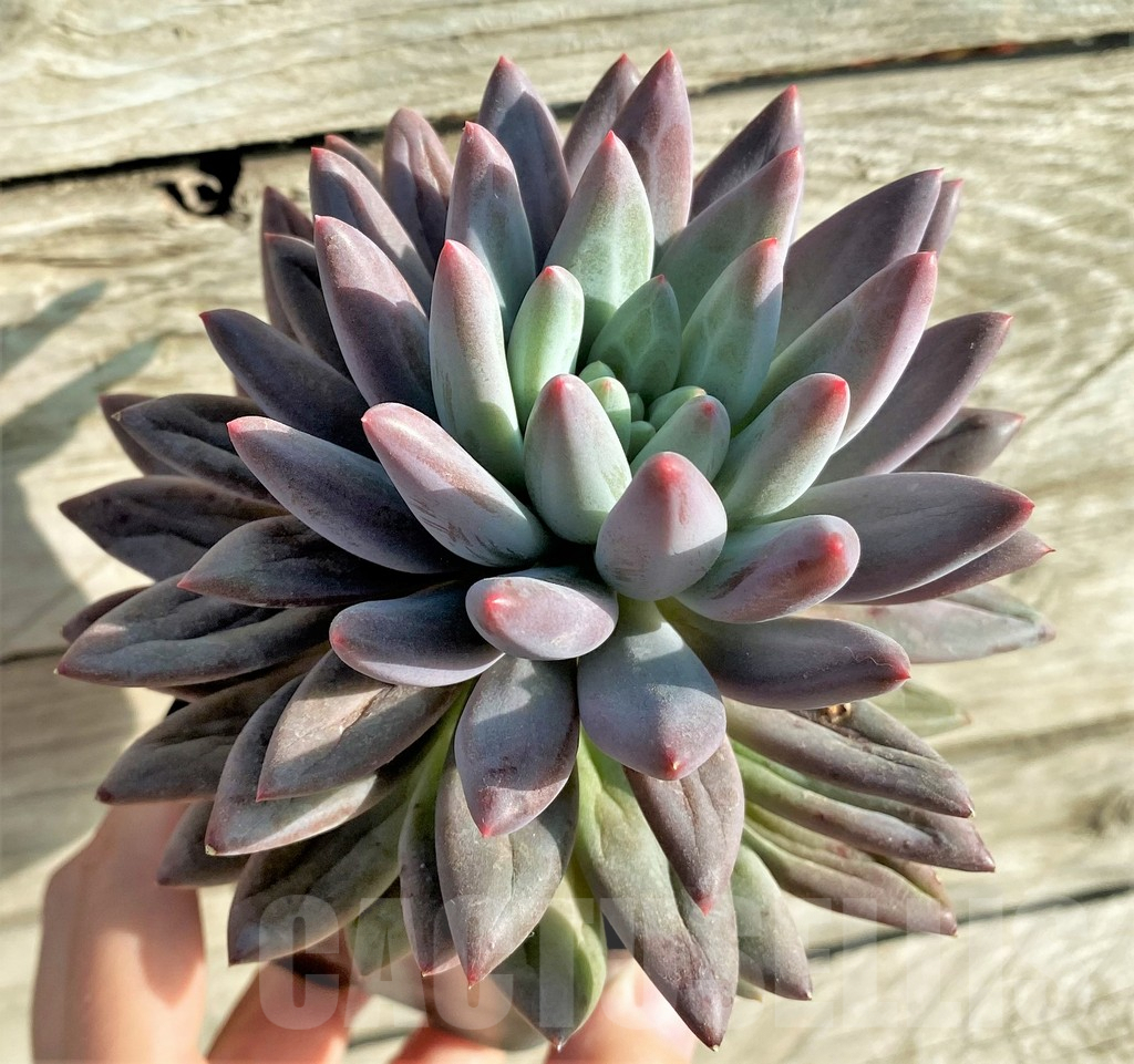SHPR33143 Echeveria ‘Solomon’ – Bild 2