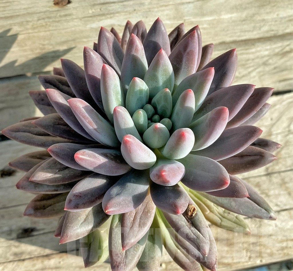 SHPR33143 Echeveria ‘Solomon’