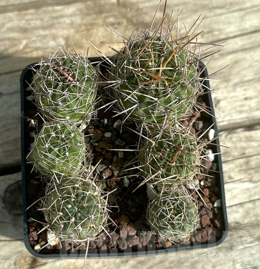 SHPR31664 Lobivia pugionacantha v. nova LF 499, 6 plants - immagine 2