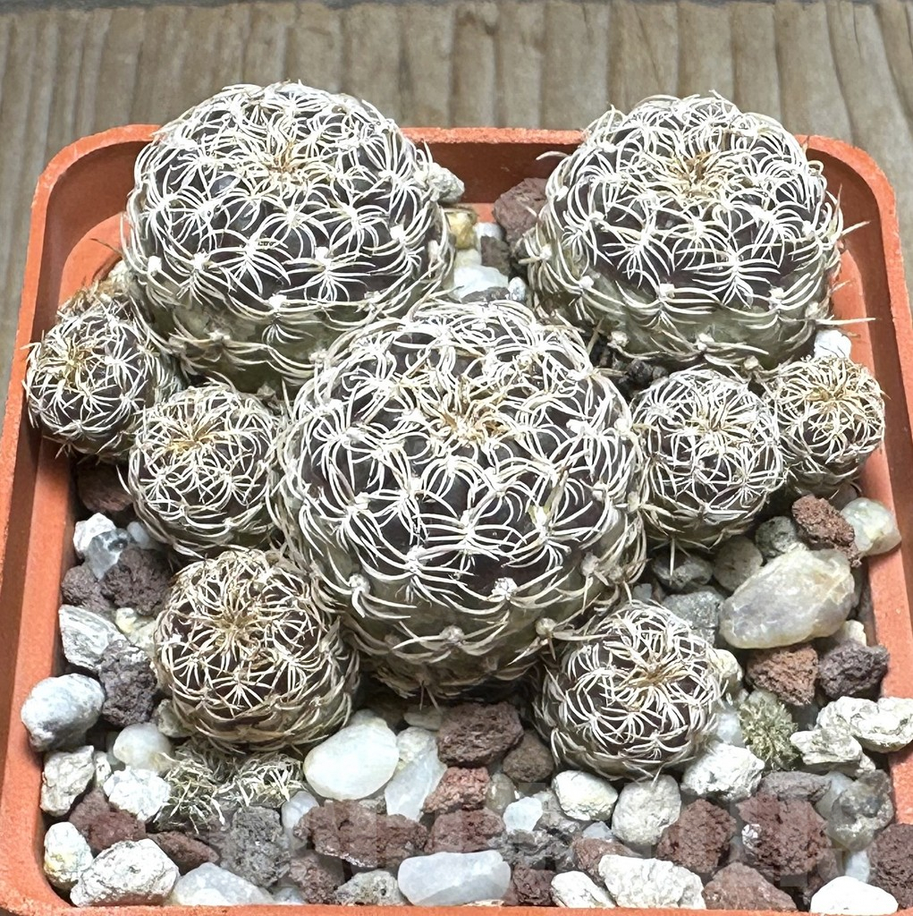 SHPR31665 Sulcorebutia breviflora