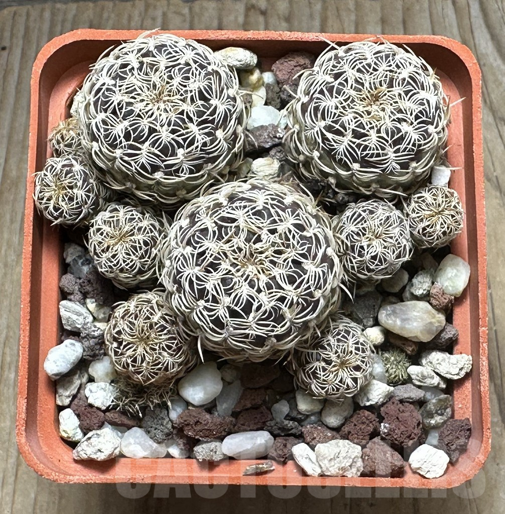 SHPR31665 Sulcorebutia breviflora - Imagen 2