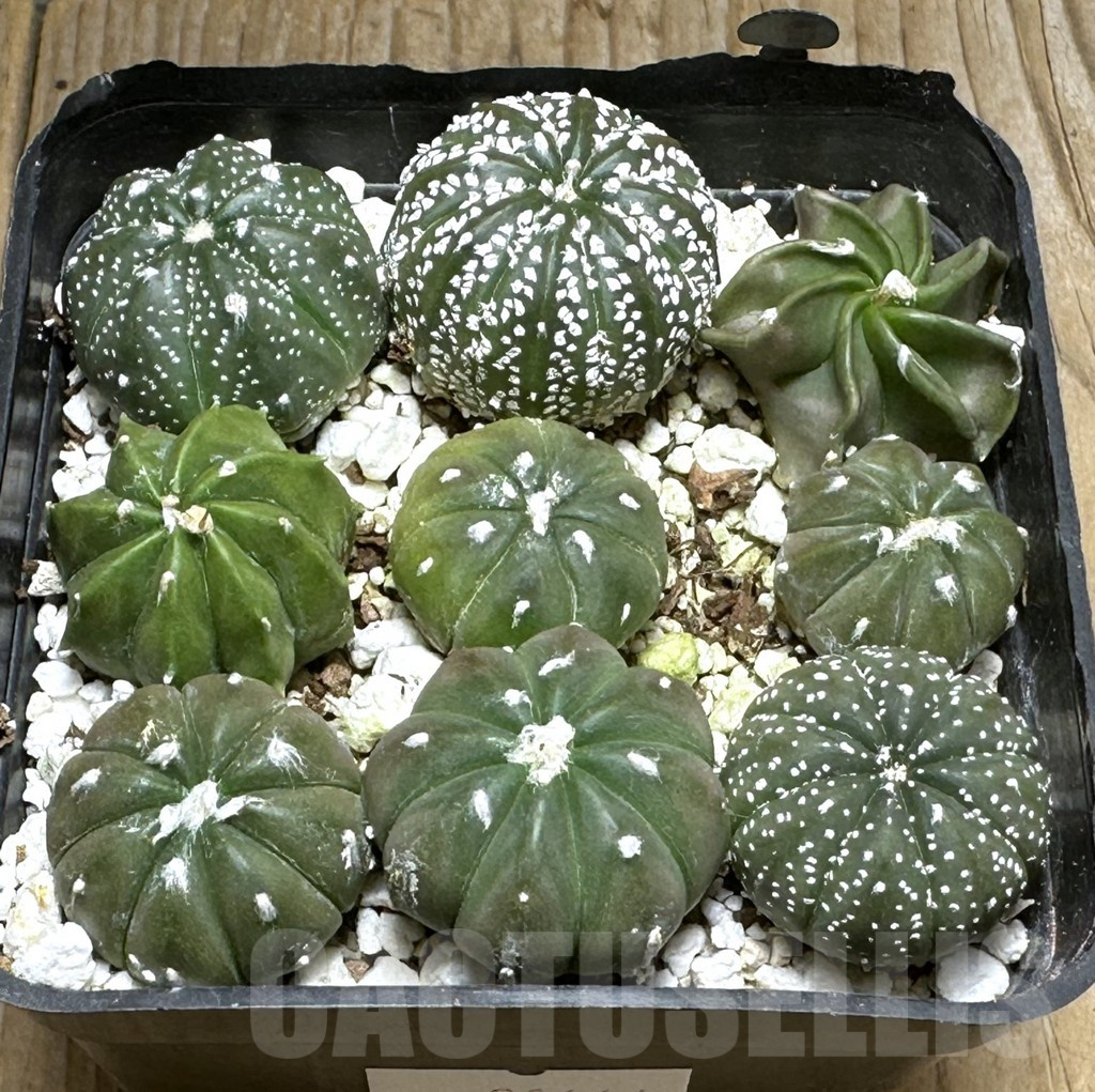 SHPR31666 Astrophytum asterias hybrid mix, 9 plants