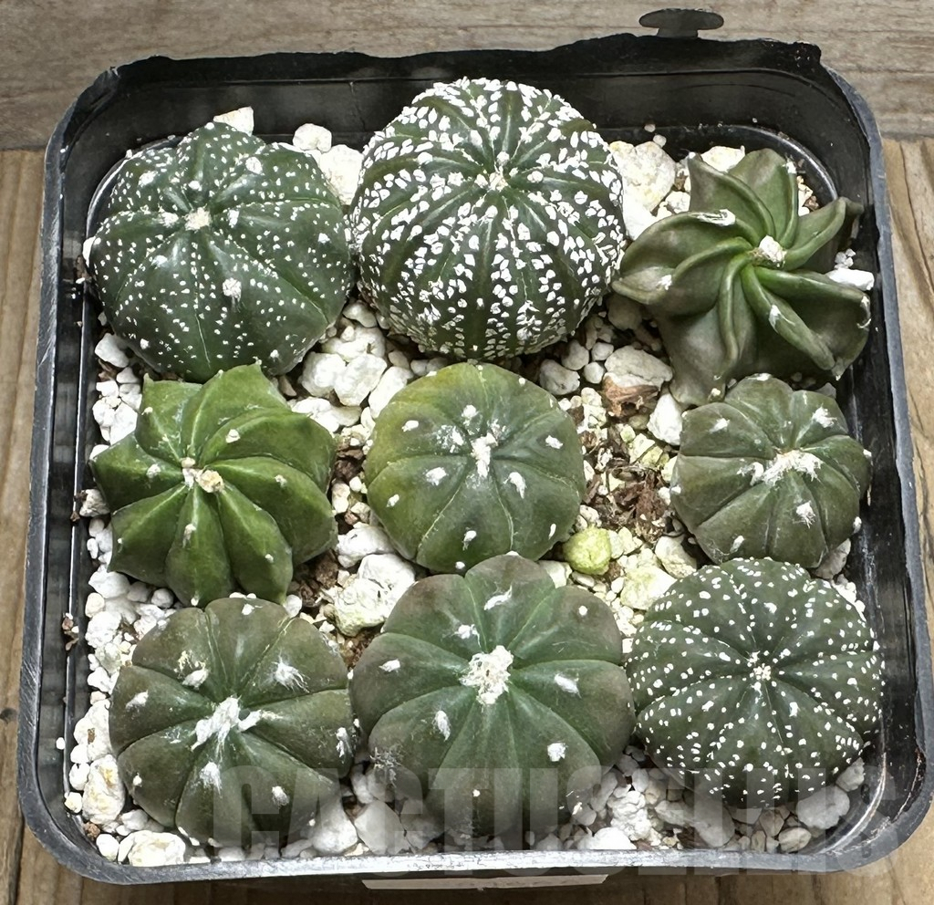 SHPR31666 Astrophytum asterias hybrid mix, 9 plants - immagine 2