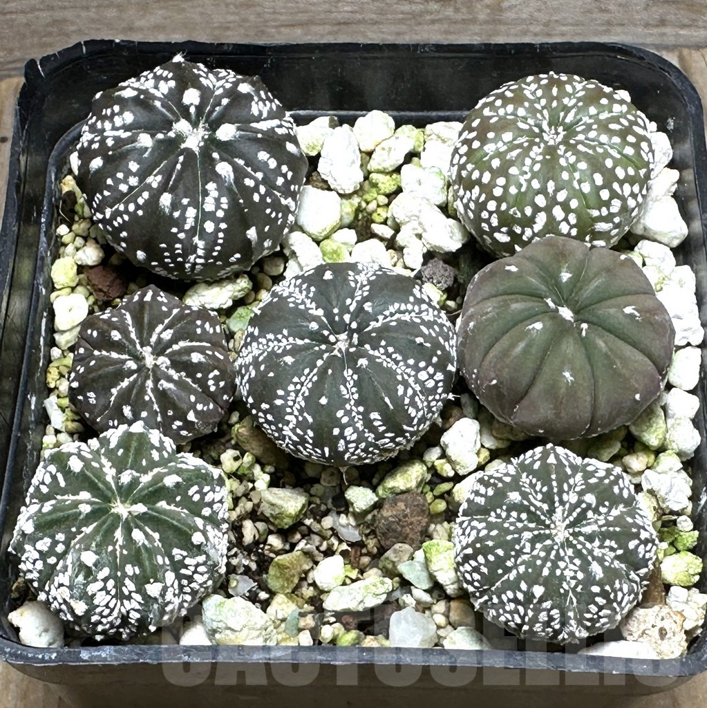 SHPR31667 Astrophytum asterias hybrid mix, 7 plants