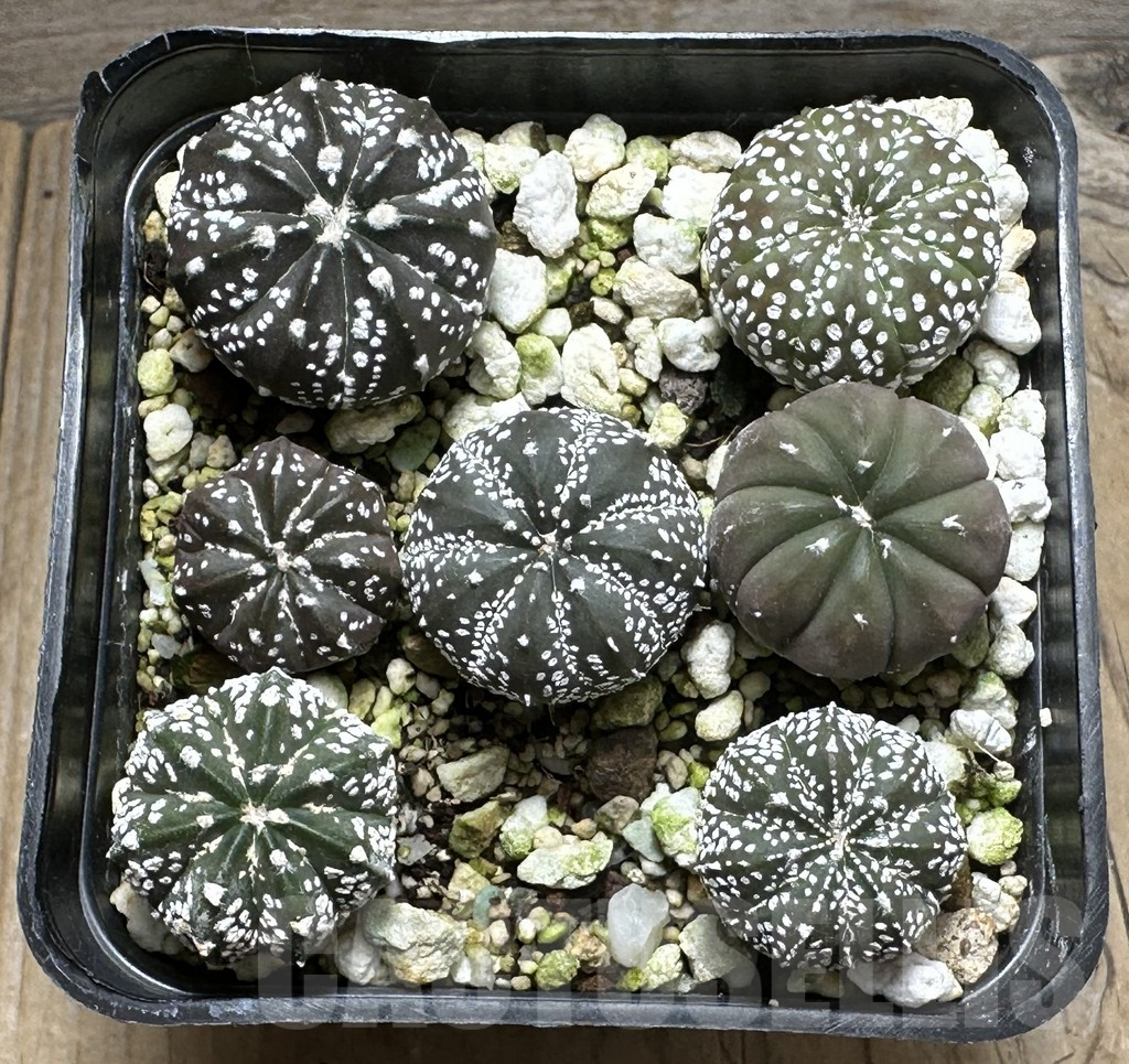 SHPR31667 Astrophytum asterias hybrid mix, 7 plants - immagine 2
