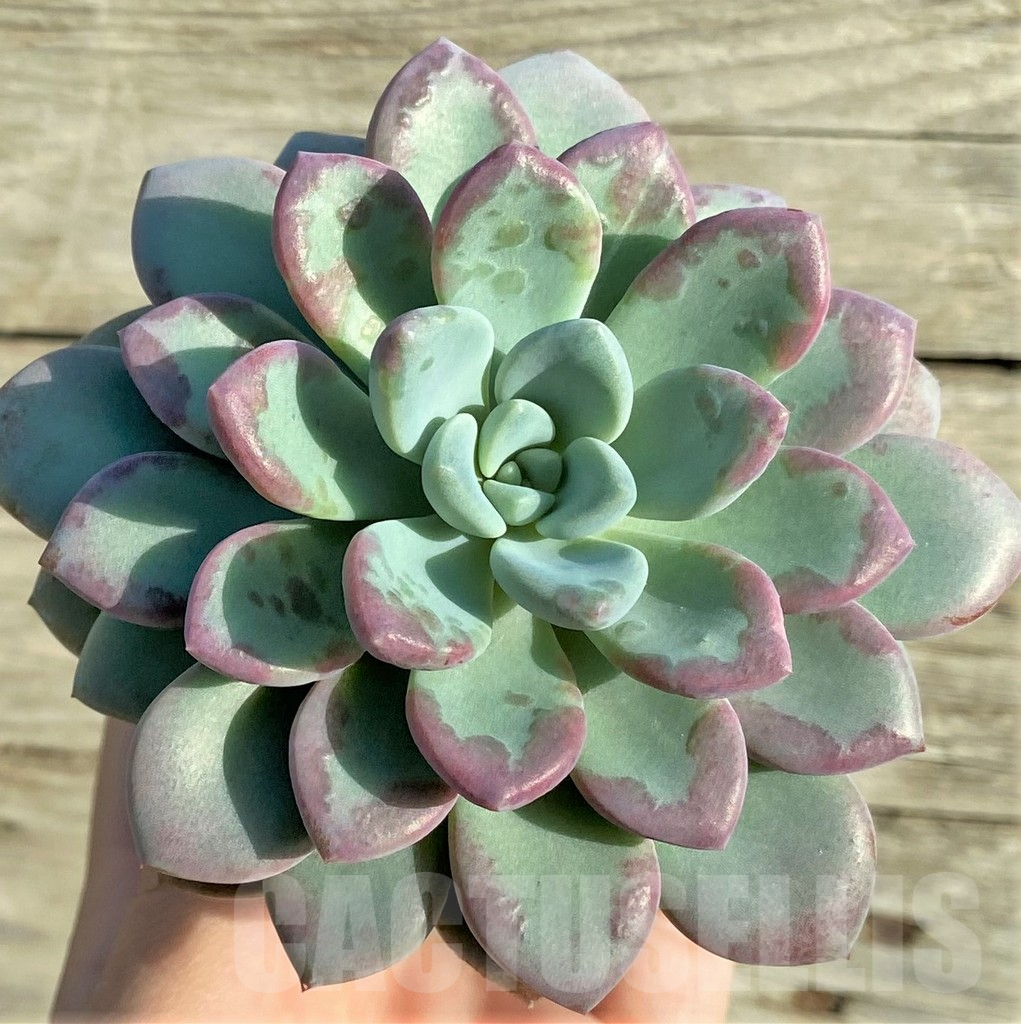 SHPR33147 Echeveria hybrid
