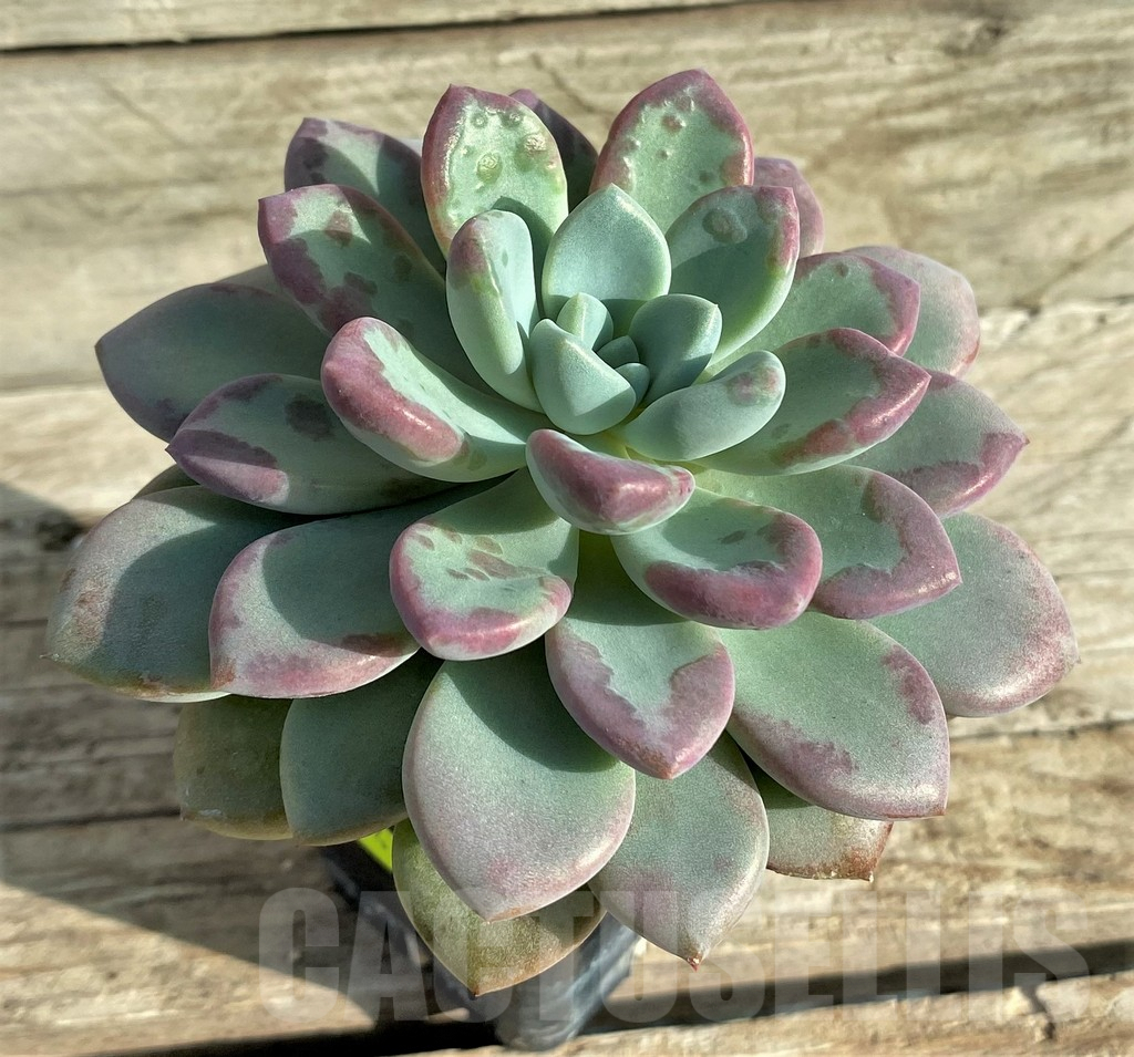 SHPR33147 Echeveria hybrid - Image 2