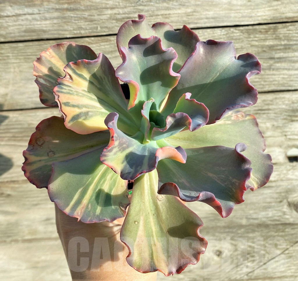 SHPR33148 Echeveria sp. - Image 2