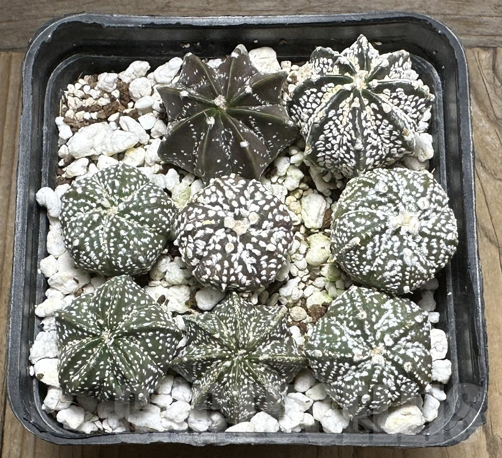 SHPR31668 Astrophytum asterias hybrid mix, 8 plants - 画像 (2)
