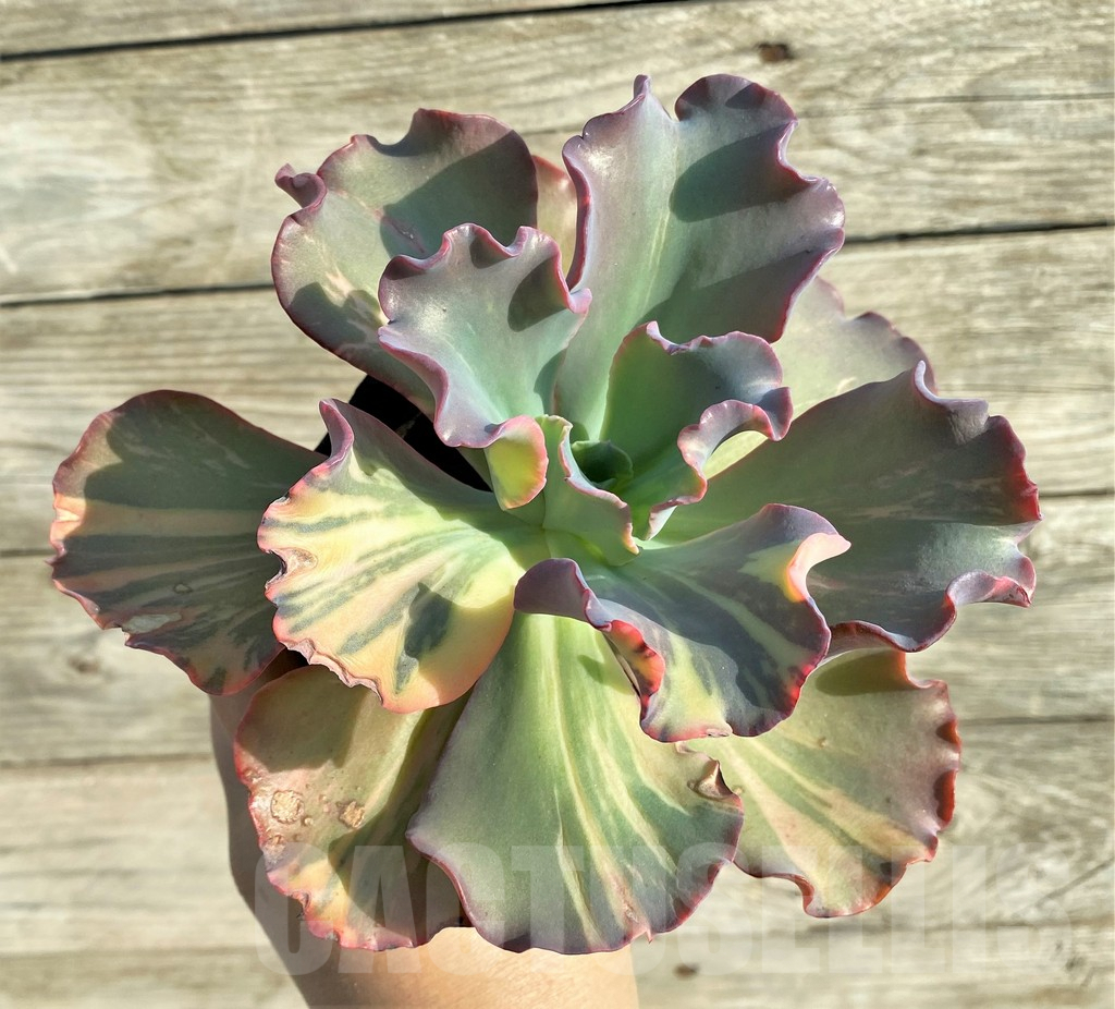 SHPR33148 Echeveria sp.