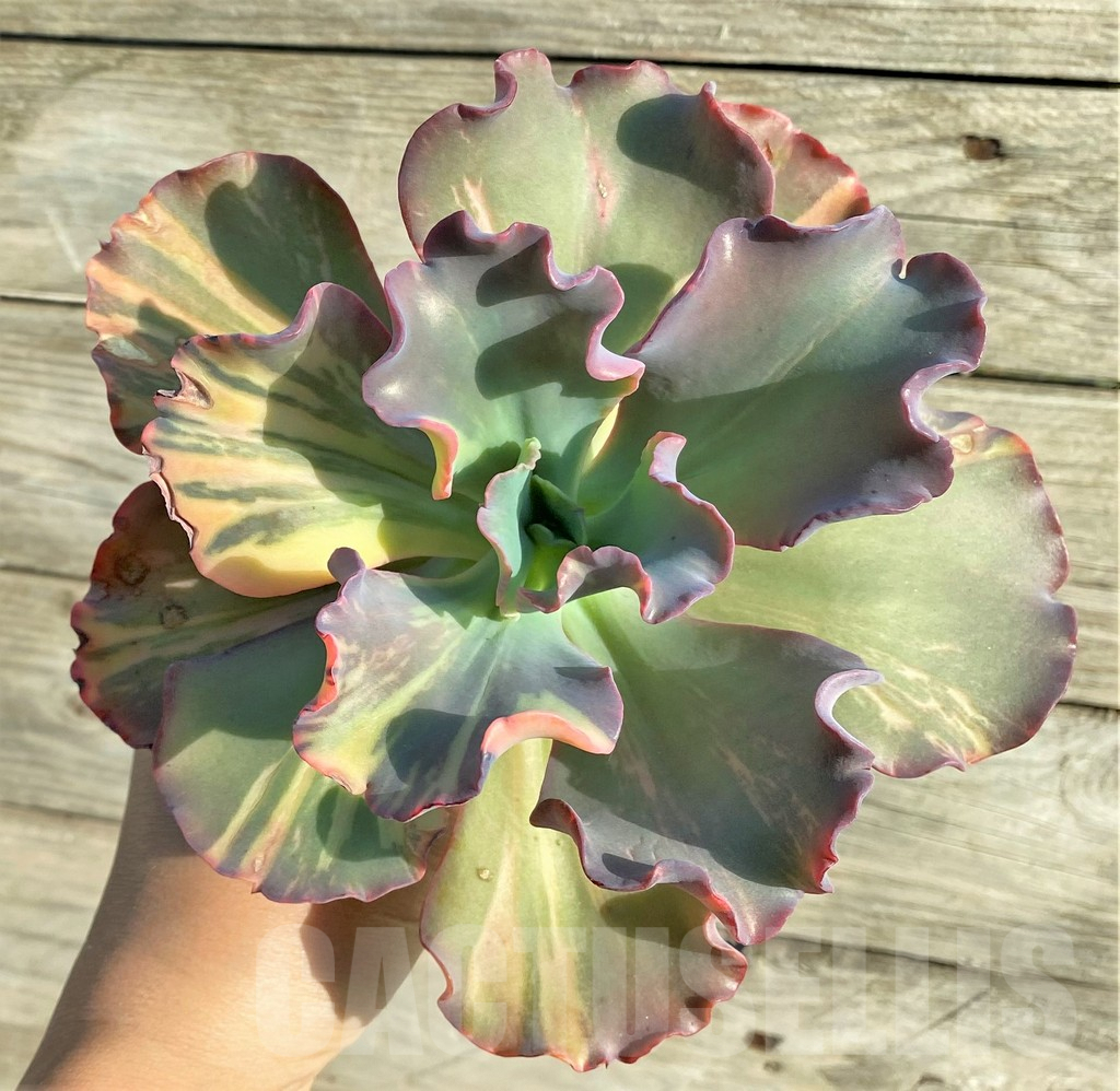 SHPR33148 Echeveria sp. - Image 3