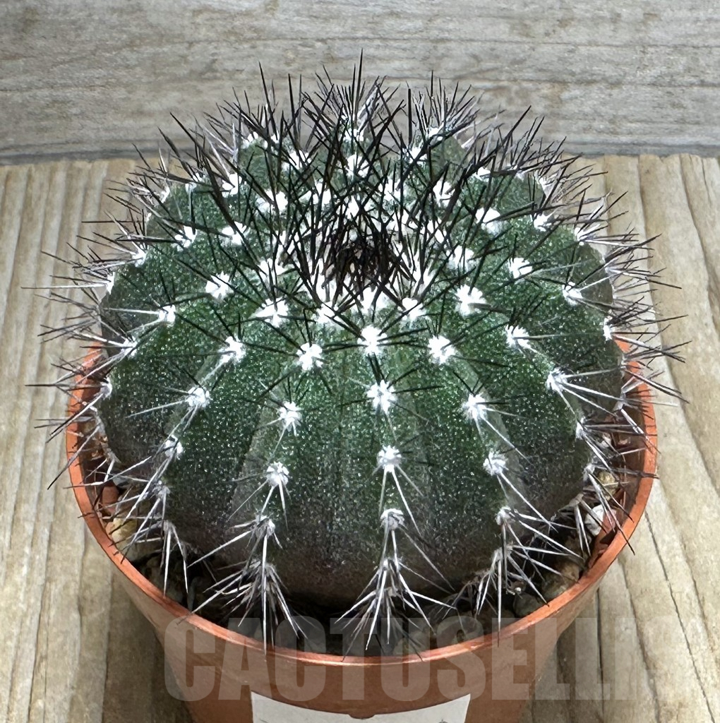 SHPR31669 Uebelmannia pectinifera, own roots