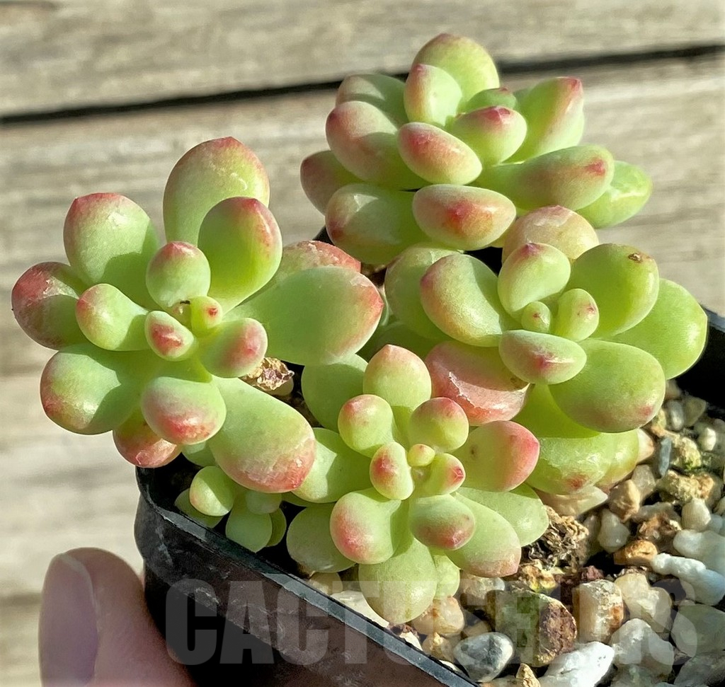 SHPR33149 Echeveria ‘Shangri La’