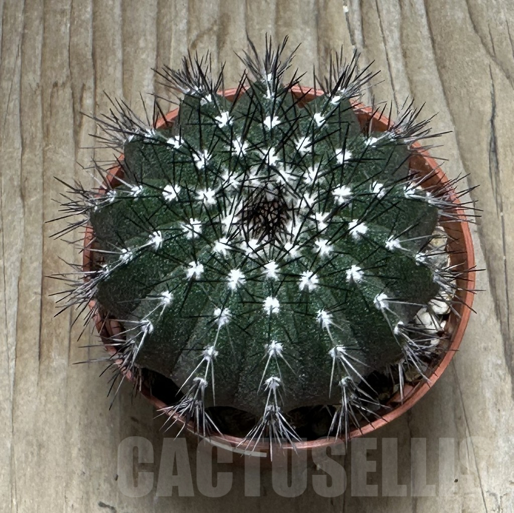 SHPR31669 Uebelmannia pectinifera, own roots - 画像 (2)