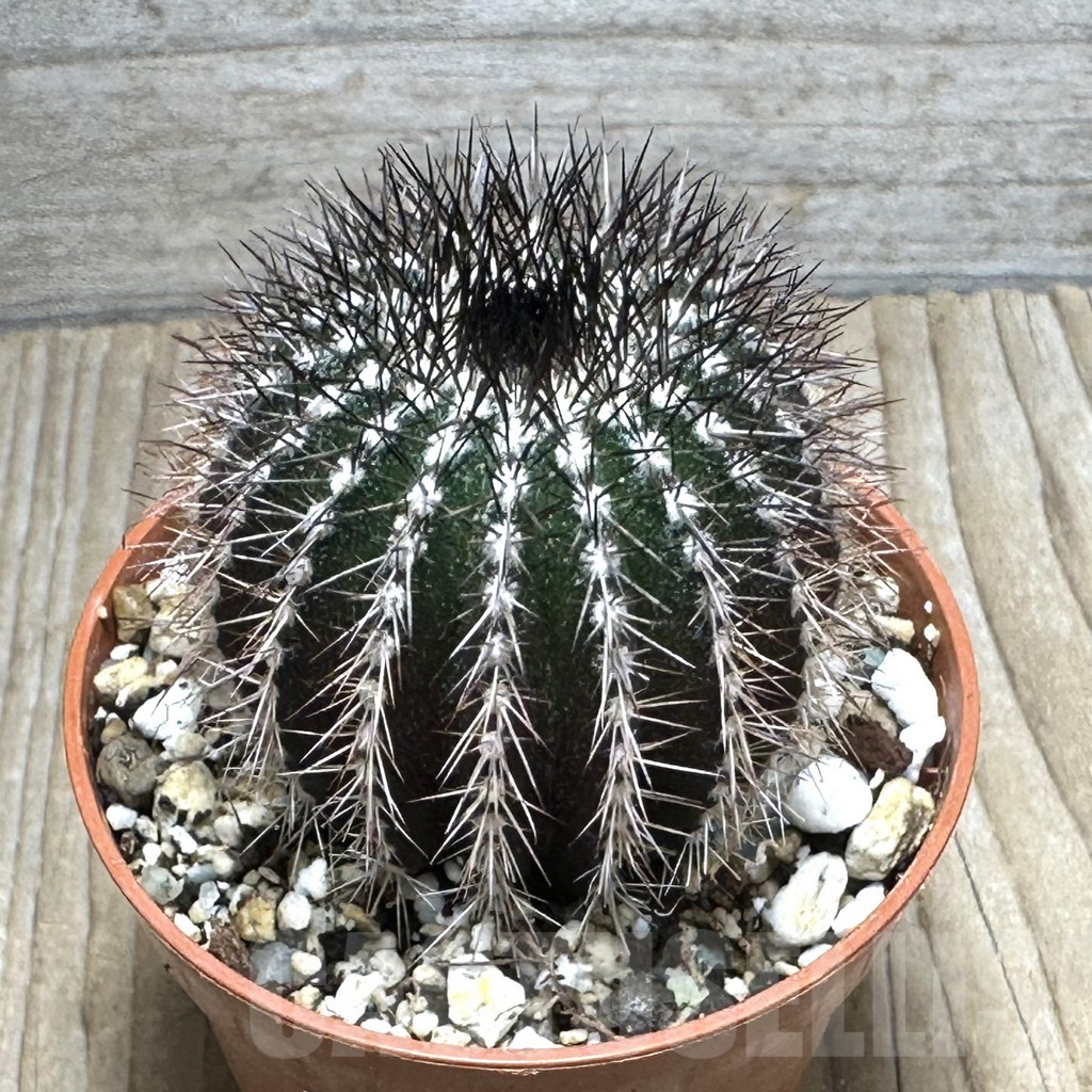 SHPR31670 Uebelmannia pectinifera, own roots