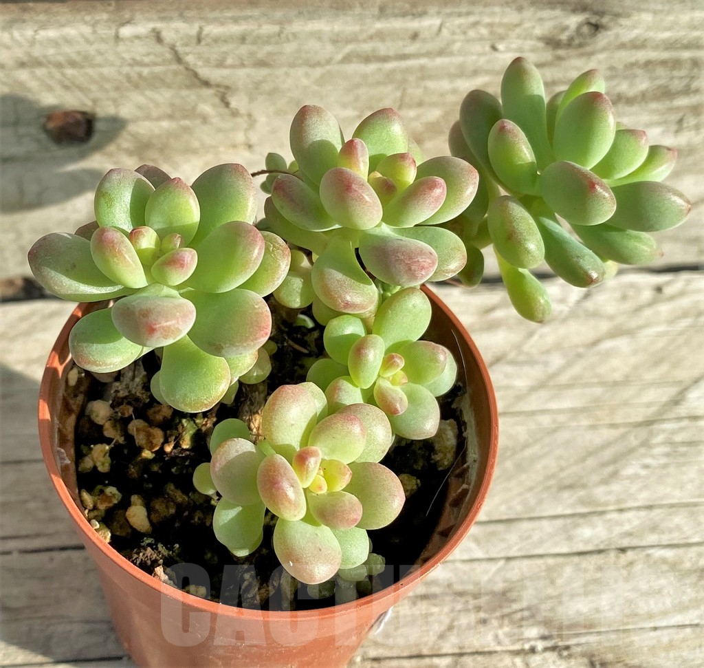 SHPR33150 Echeveria ‘Shangri La’