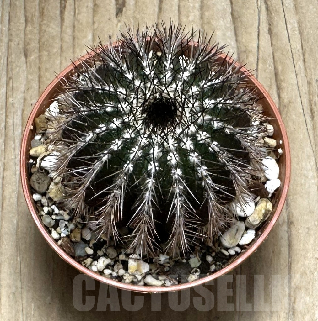 SHPR31670 Uebelmannia pectinifera, own roots - Image 2