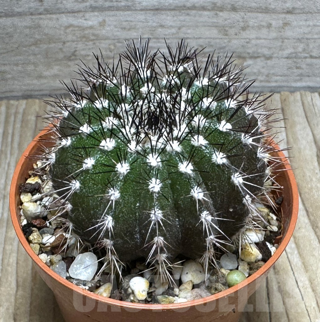 SHPR31671 Uebelmannia pectinifera, own roots