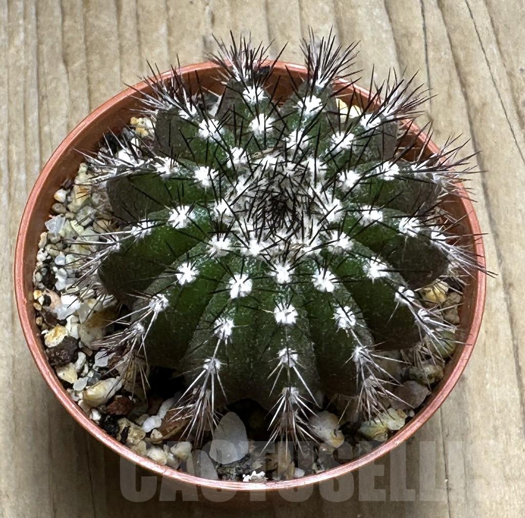 SHPR31671 Uebelmannia pectinifera, own roots - Image 2