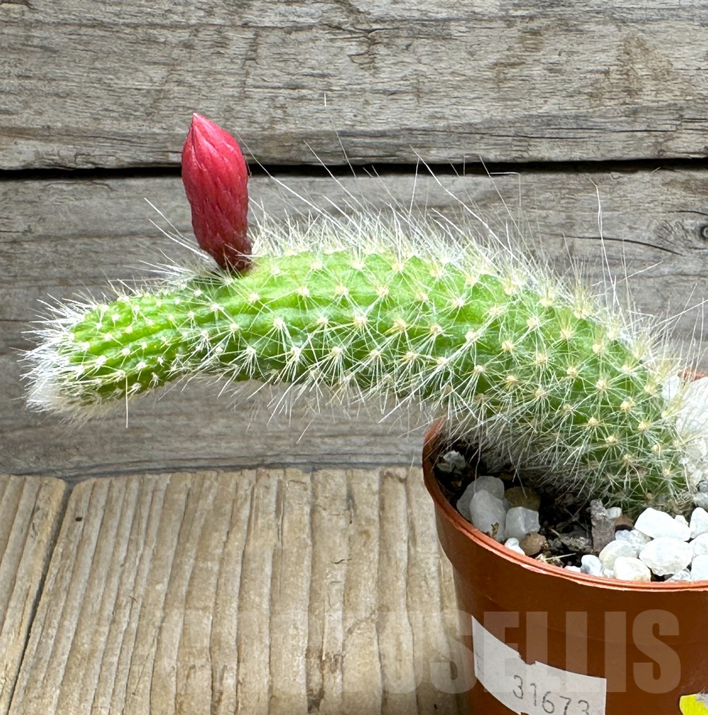 SHPR31673 Hildewintera colademononis