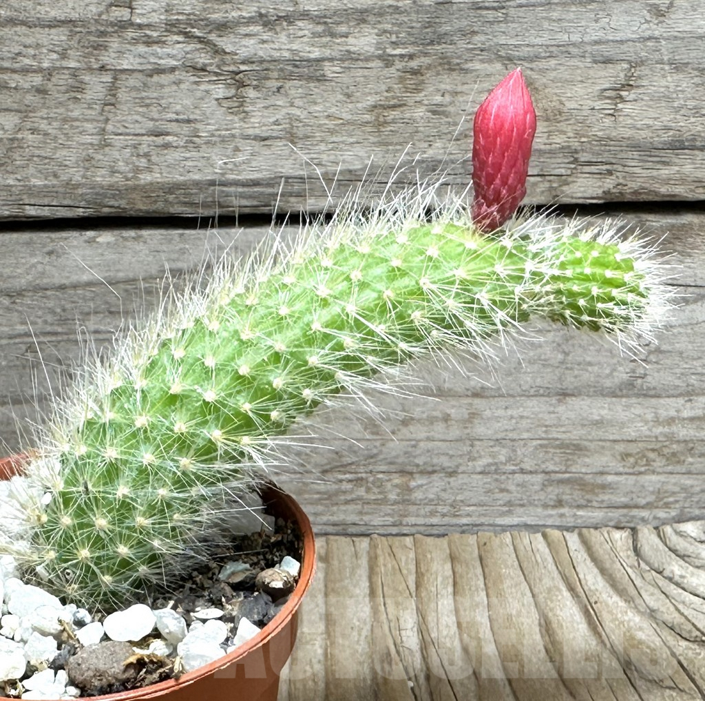 SHPR31673 Hildewintera colademononis - Obrázek 2