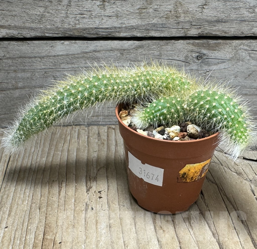 SHPR31674 Hildewintera colademononis - Obrázek 2