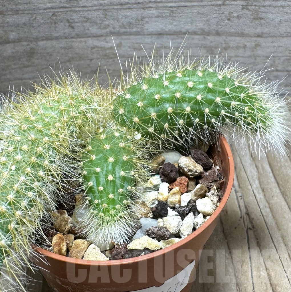 SHPR31674 Hildewintera colademononis