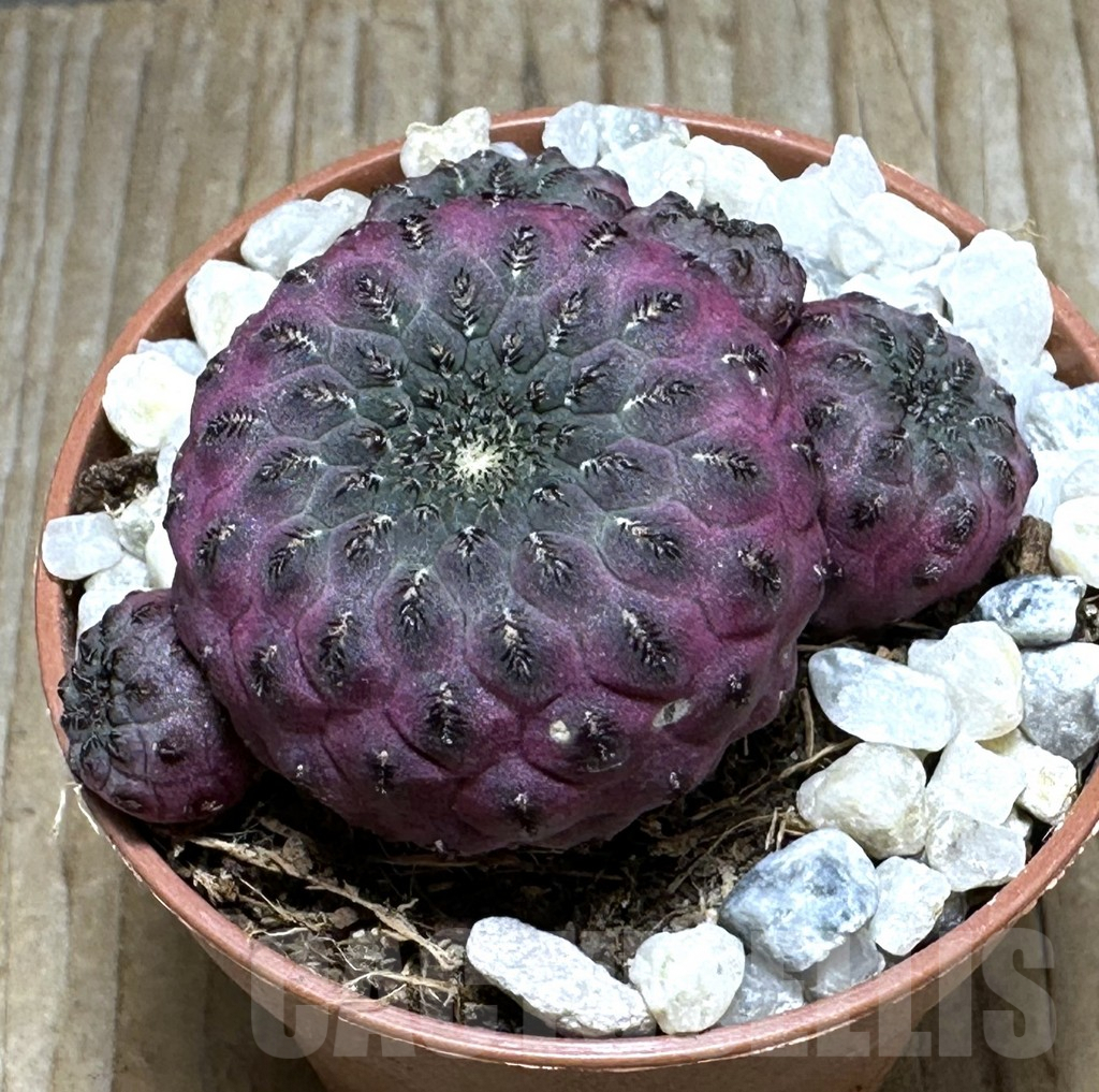 SHPR31677 Sulcorebutia rauschii ‘Red’