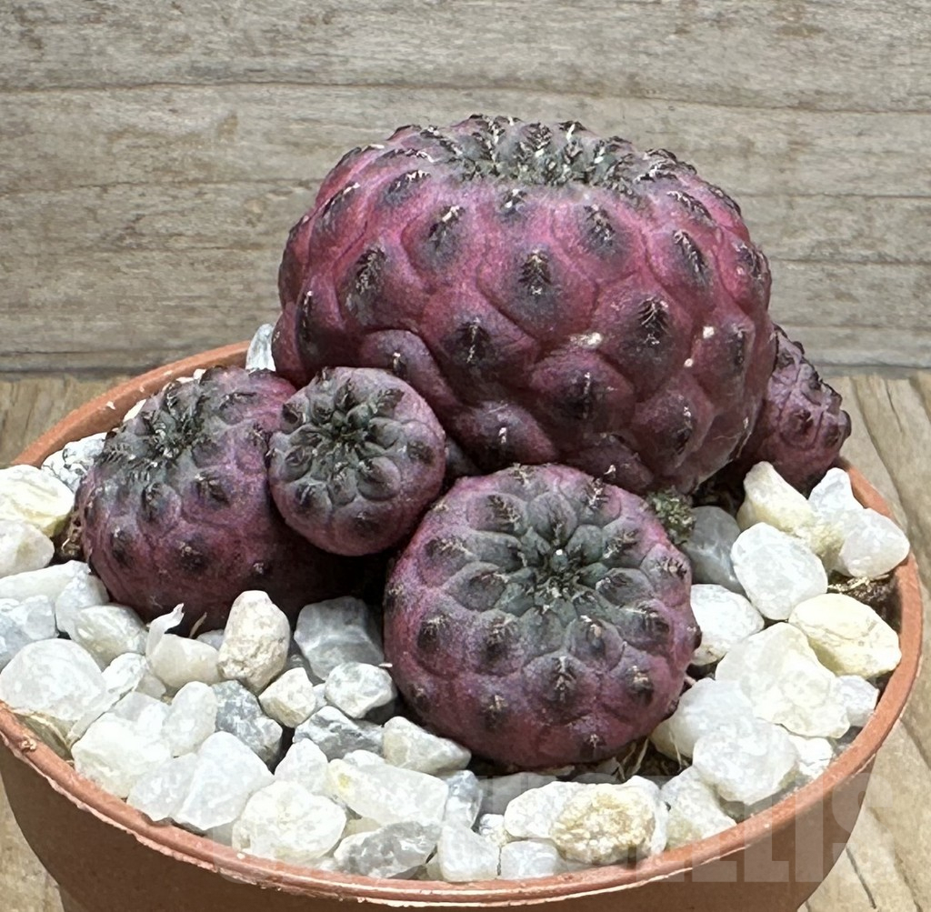 SHPR31677 Sulcorebutia rauschii ‘Red’ - immagine 2
