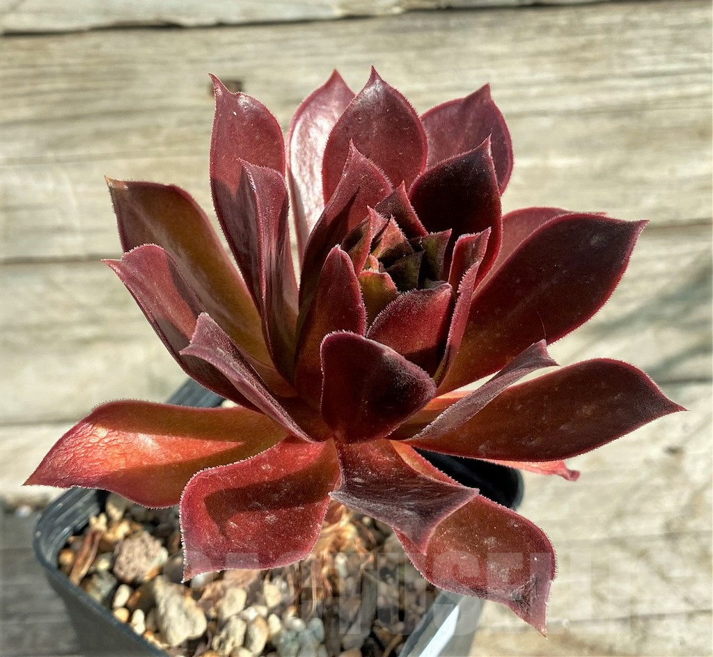 SHPR33156 Aeonium sp.