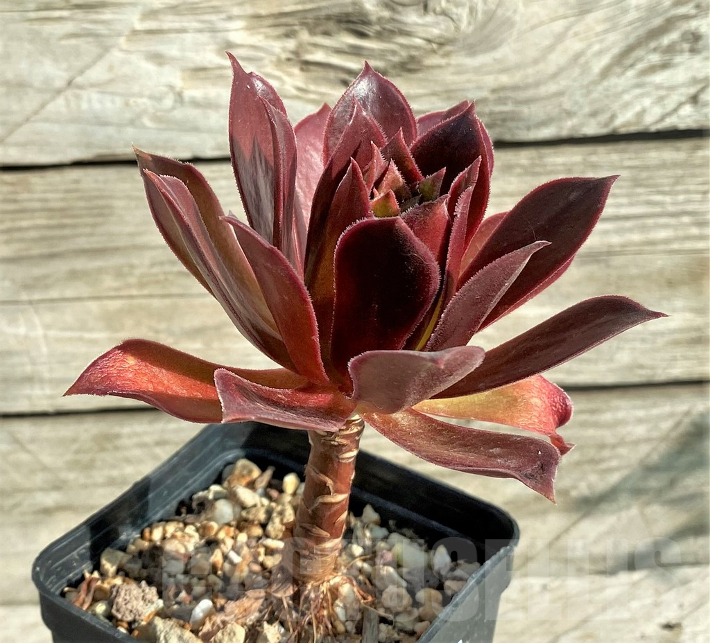 SHPR33156 Aeonium sp. - Image 2