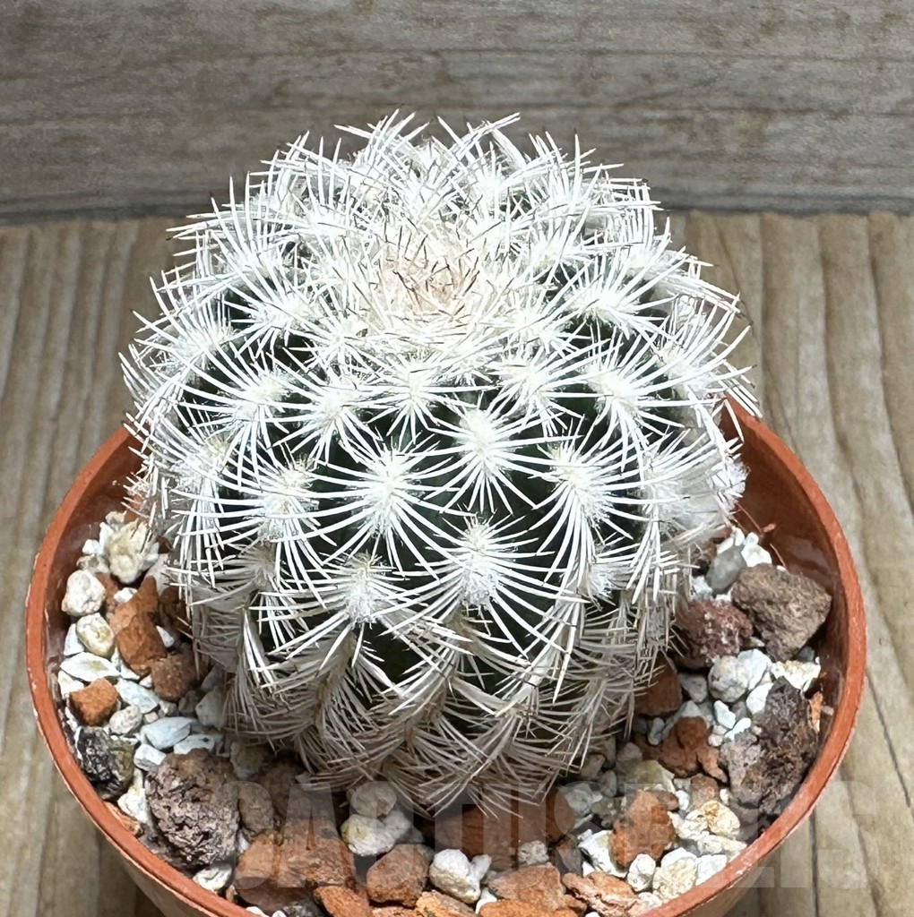 SHPR31678 Echinocereus reichenbachii v. albispinus