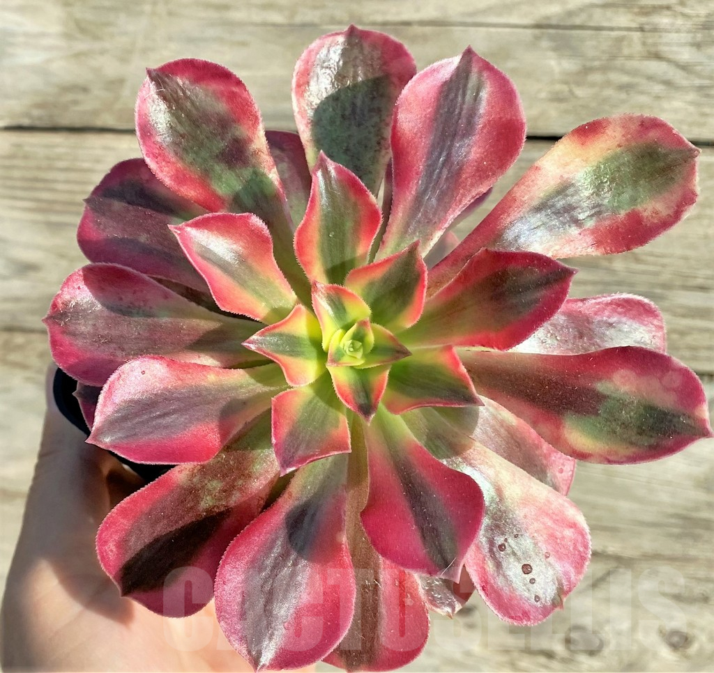 SHPR33157 Aeonium ‘Red Witch’