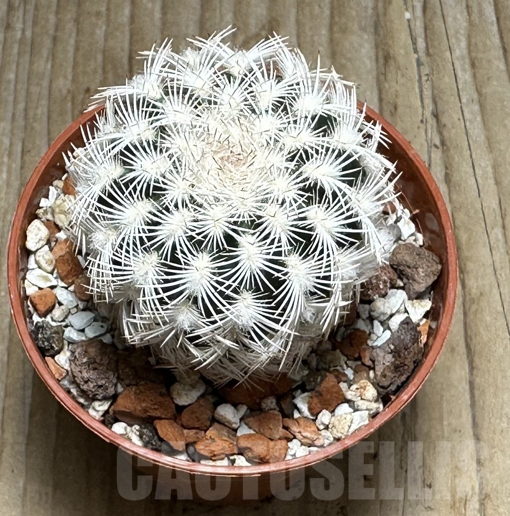 SHPR31678 Echinocereus reichenbachii v. albispinus - immagine 2