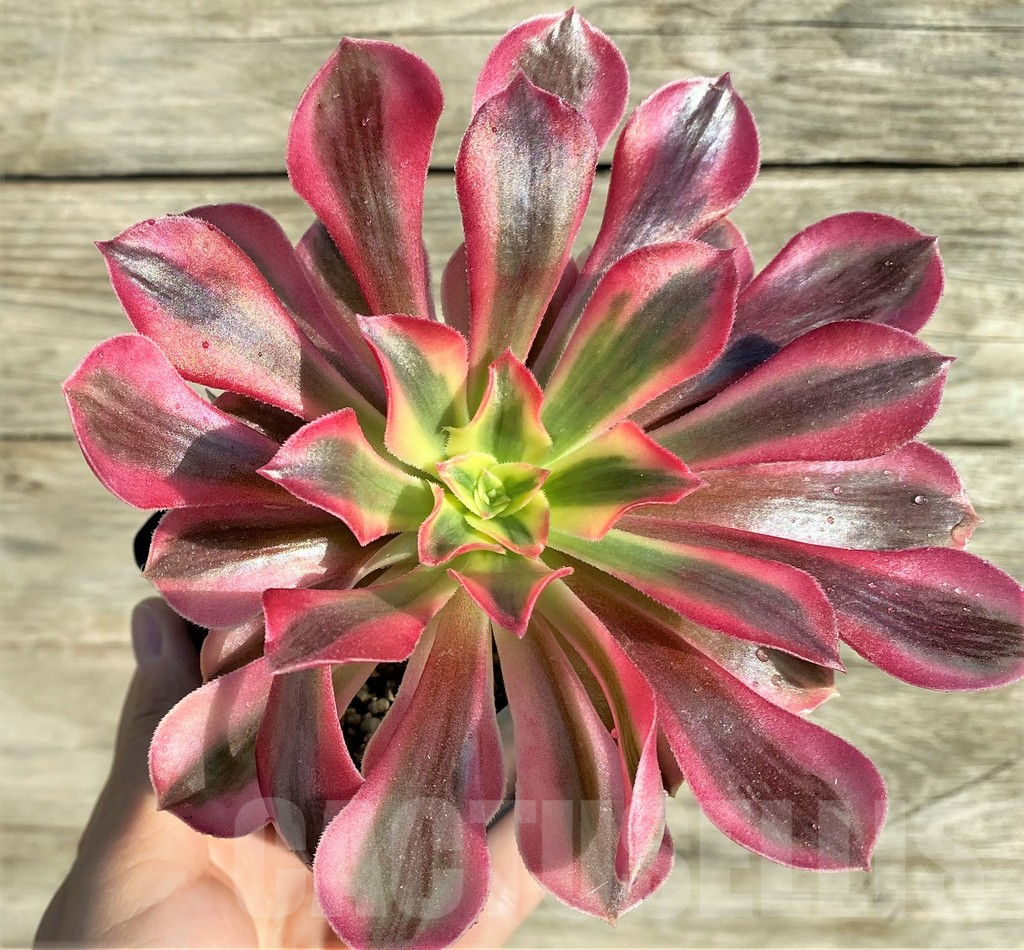 SHPR33158 Aeonium ‘Red Witch’