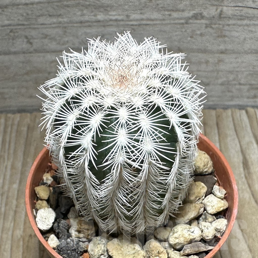 SHPR31679 Echinocereus reichenbachii v. albispinus