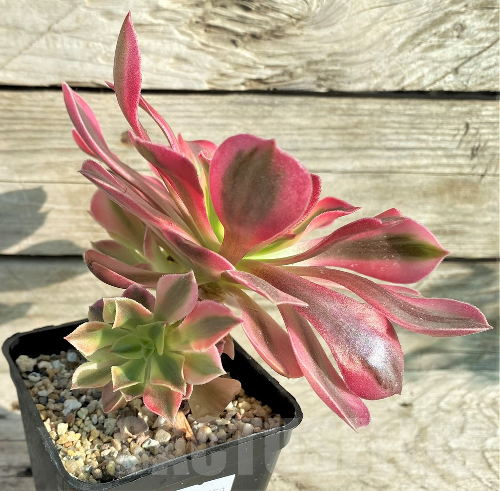 SHPR33158 Aeonium ‘Red Witch’ - Image 2