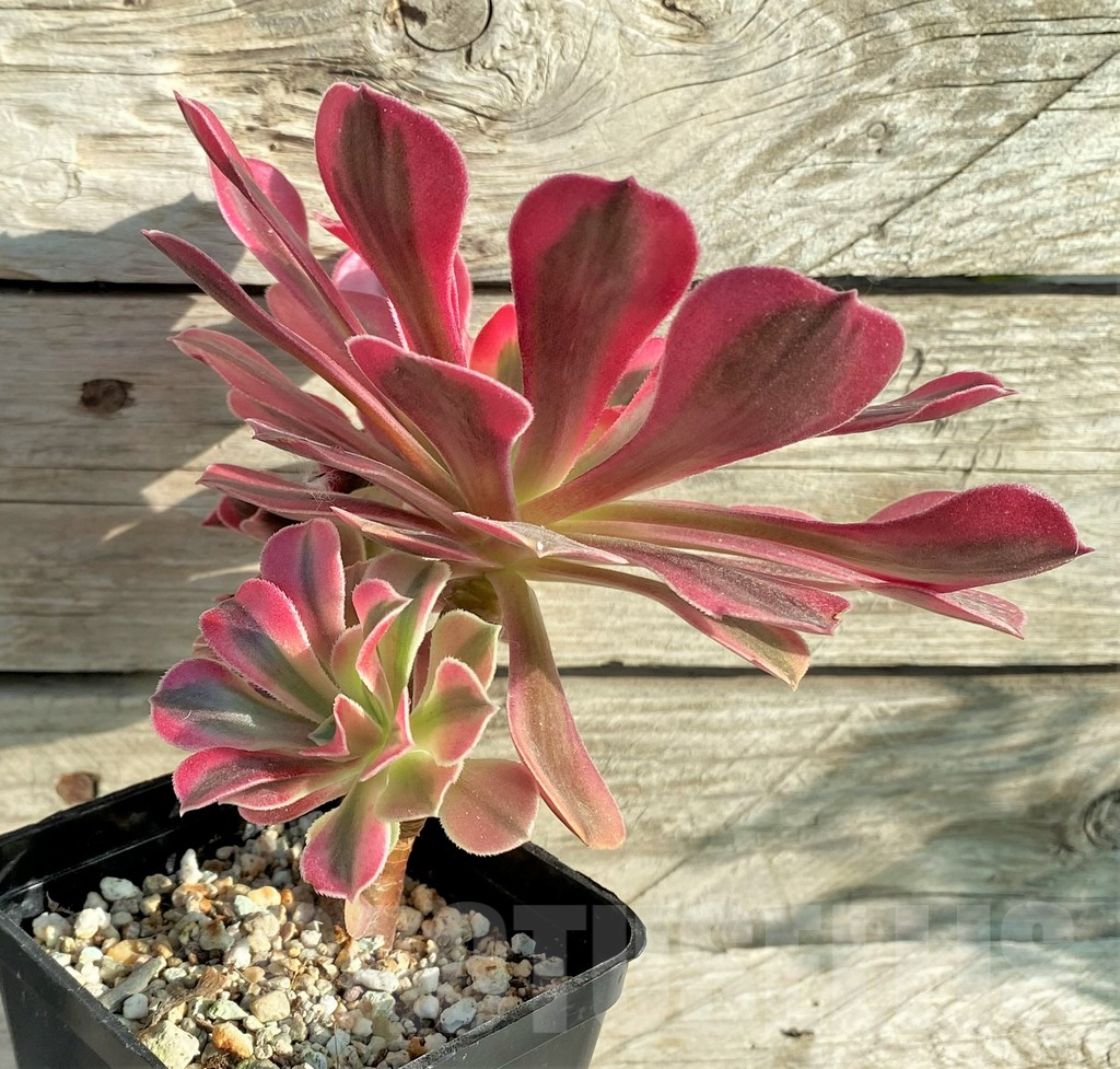 SHPR33159 Aeonium ‘Red Witch’ - Image 2