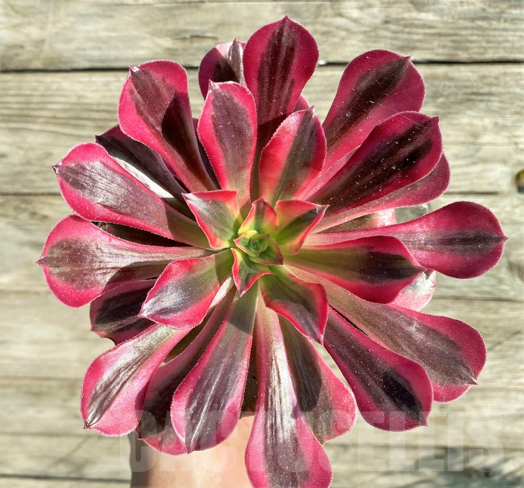 SHPR33159 Aeonium ‘Red Witch’