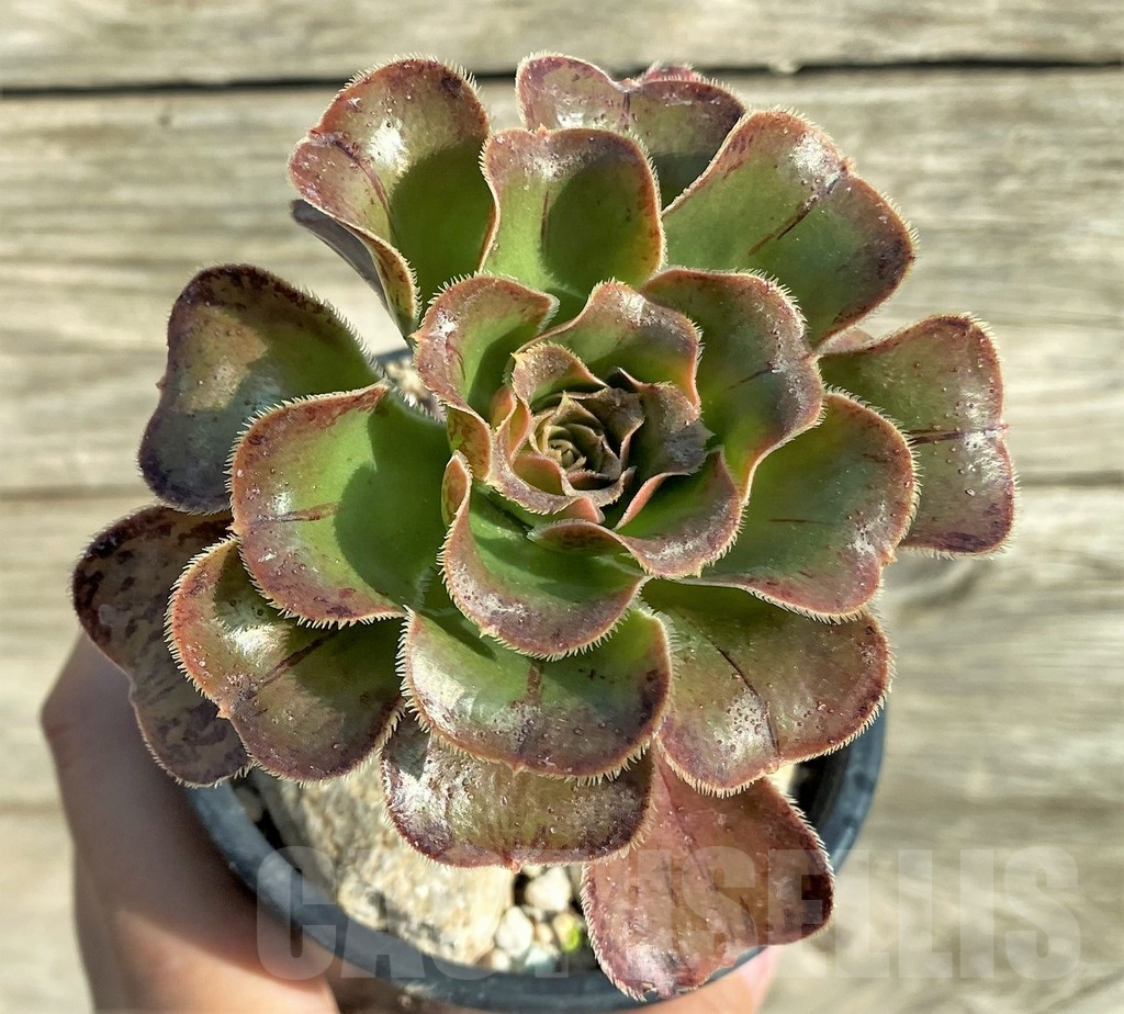 SHPR33160 Aeonium arboreum 'Rubrolineatum'